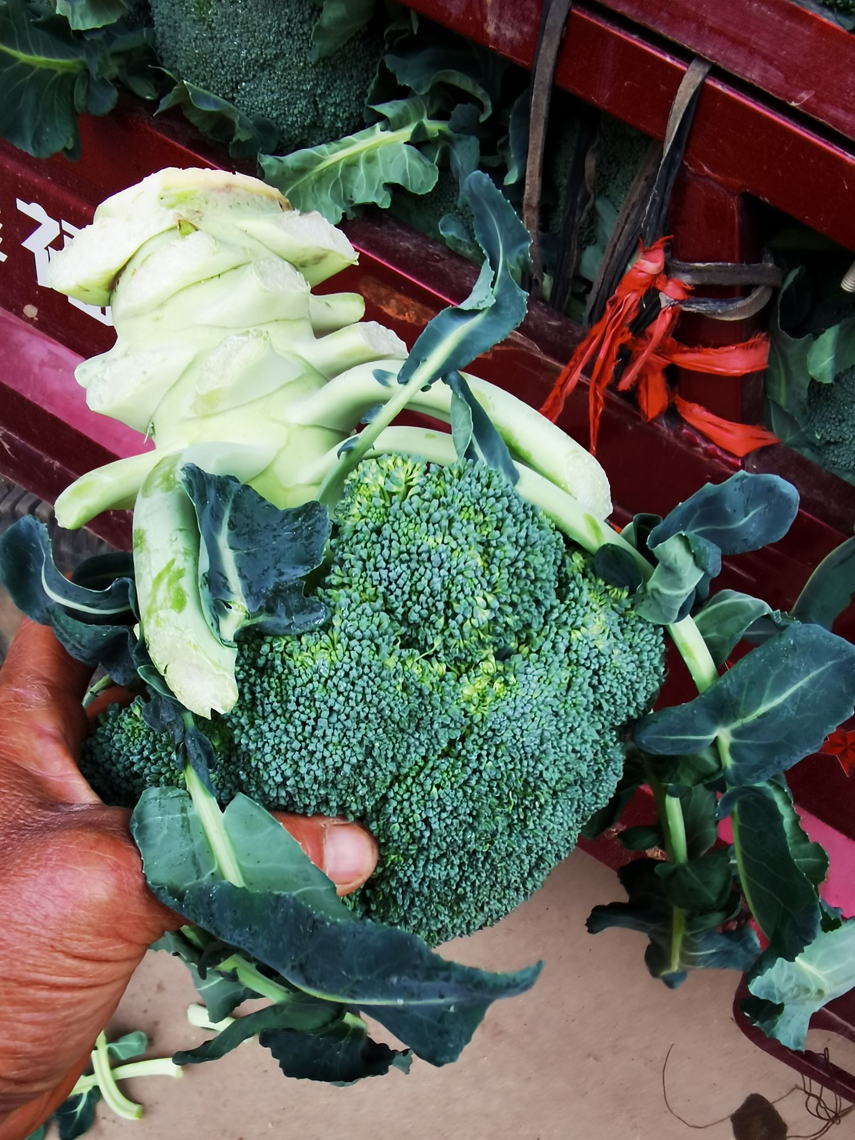 优秀西兰花  优质越冬西兰花晚熟六号正在上市中有需要的客户及