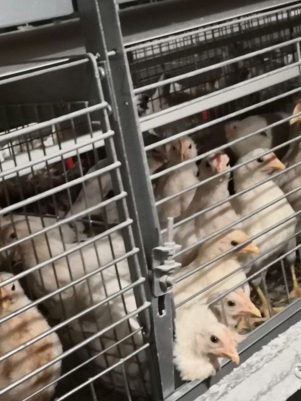 蛋鸡 防疫到位大厂家，科学管理