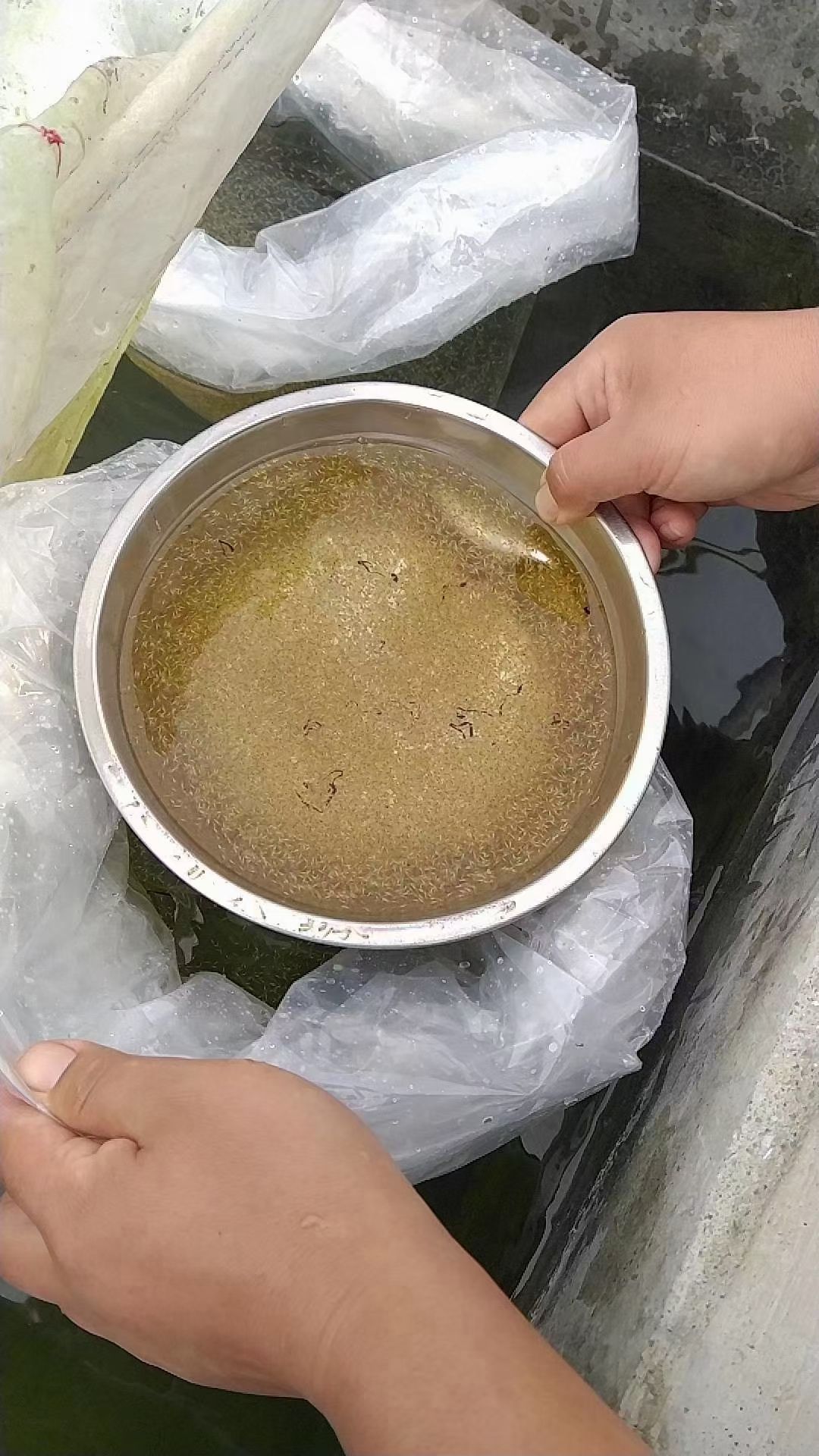  四大家鱼水花  草鱼水花  花鲢水花  鲫鱼水花  罗非水花