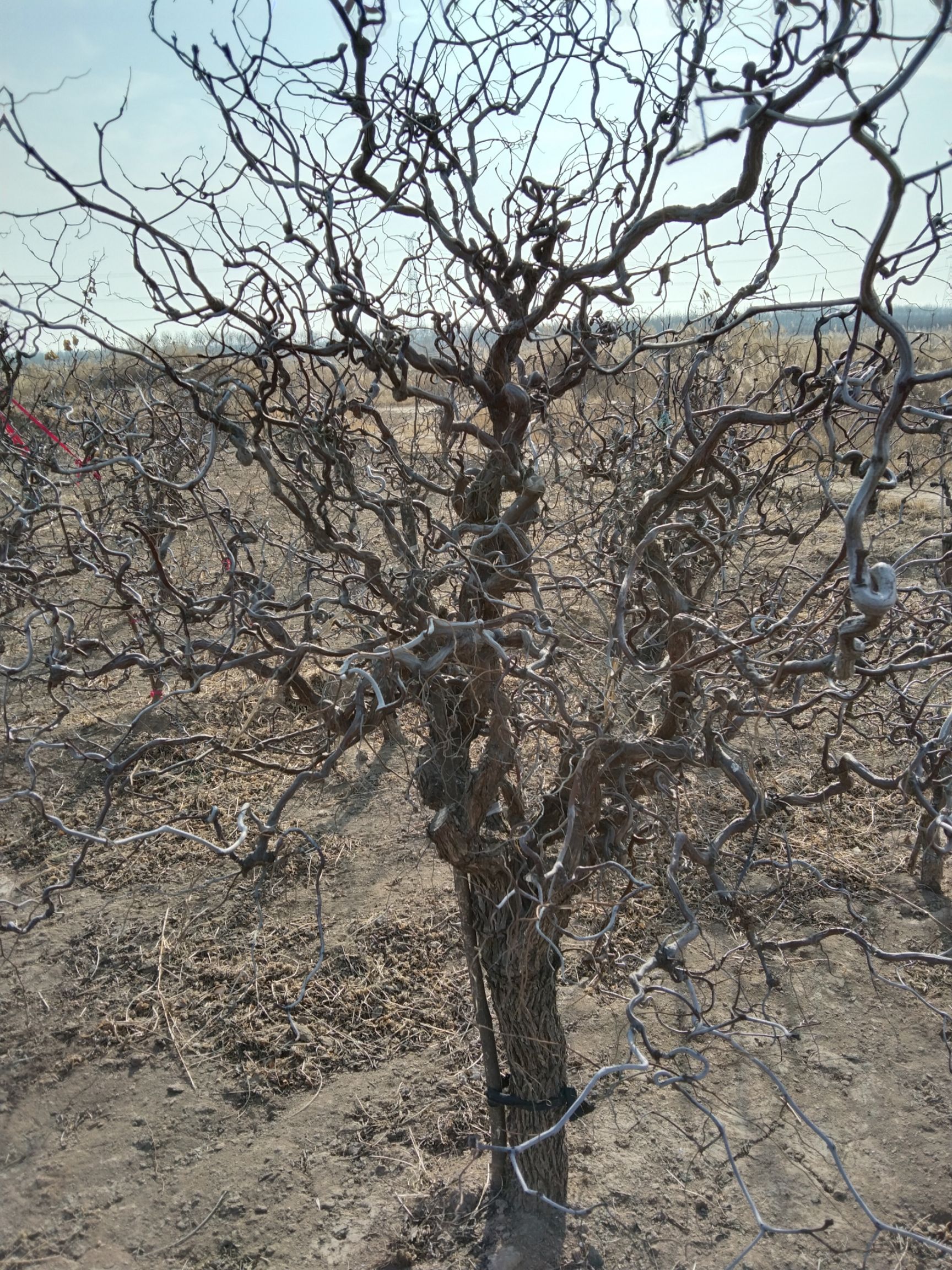 龙骨盆栽  龙须枣树