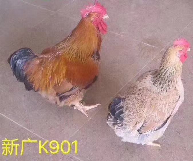 K9鸡苗  快大型k9鸡苗，90鸡882鸡包打好疫苗，