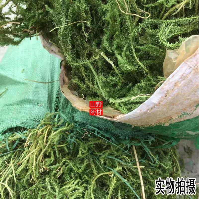 云南药材伸筋草 筋骨草 舒筋草石松狮子 500g包邮
