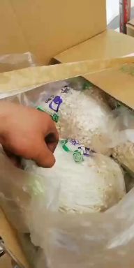 白金针菇 鲜金针菇 未开伞