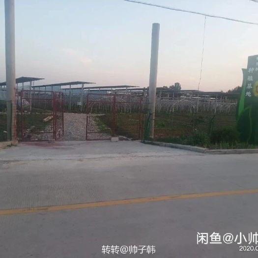 新泰市 光伏果园大棚，面积：70亩，可流转20年