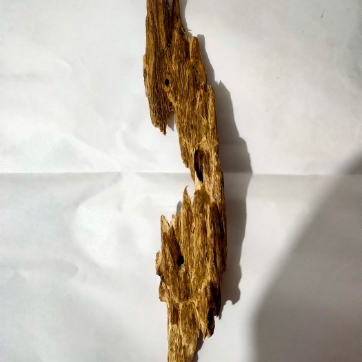 马关县虫漏沉香，支持全国质检。天然，，欢迎药企认购。