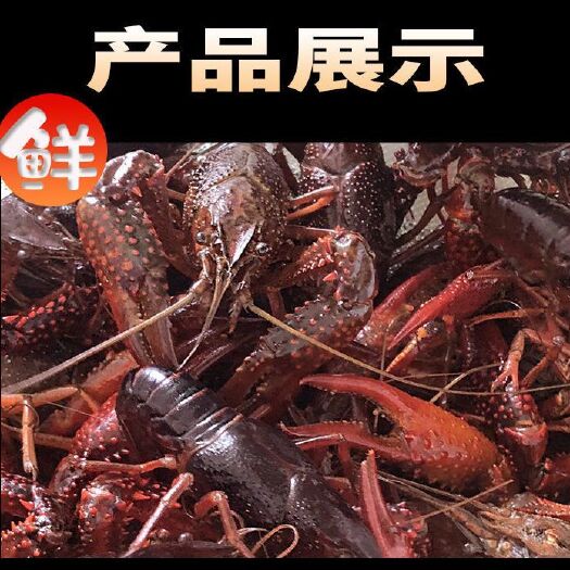 兴化市江苏精品小龙虾  中青  大青  长期供应餐饮批发商直供