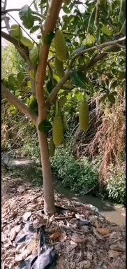 化州市红肉菠萝蜜苗  四季红包无胶菠萝蜜，无胶珍珠菠萝蜜，品种纯正。