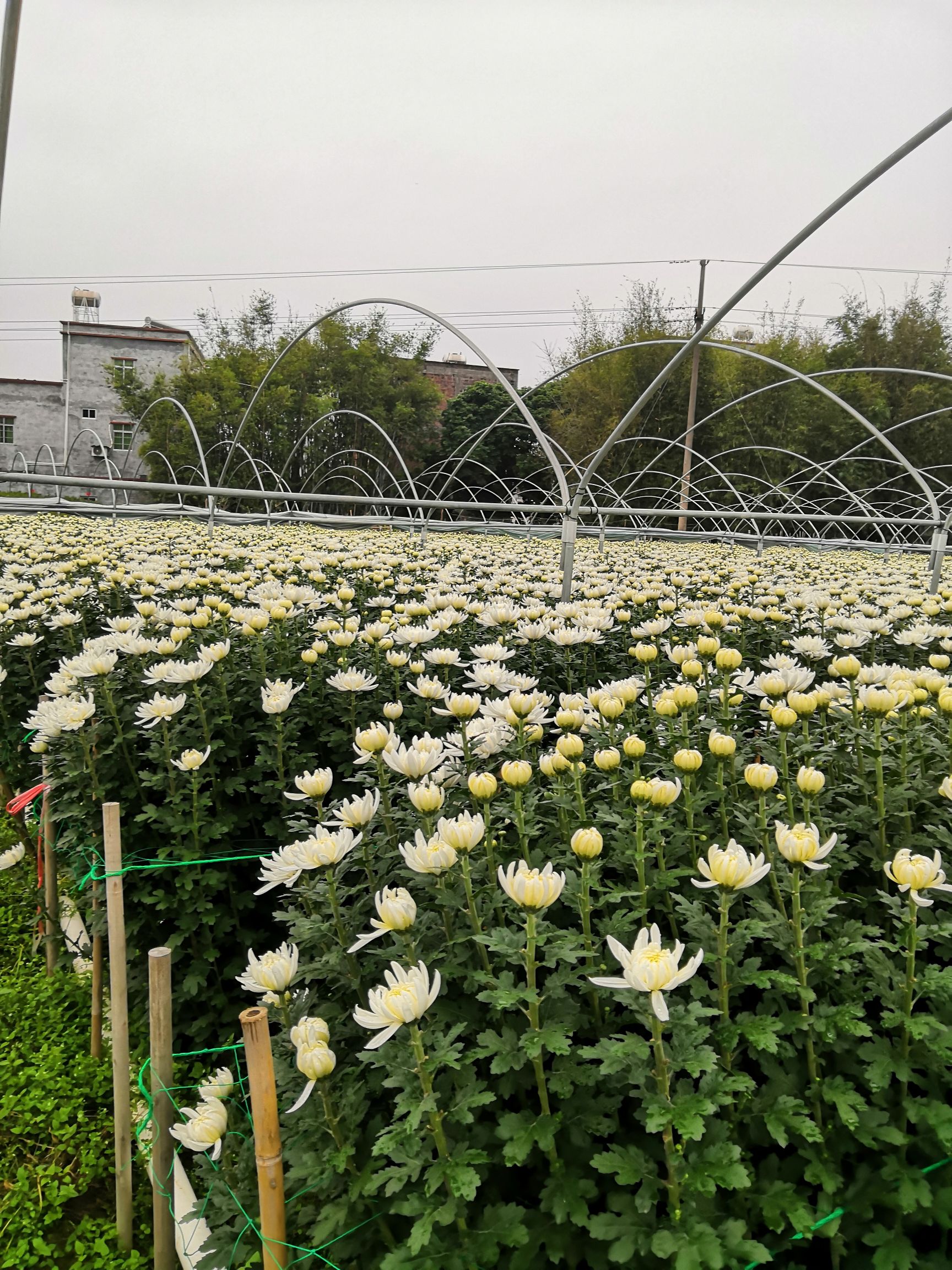 [菊花切花批发]菊花切花 大白菊花基地供应价格20元/扎 - 惠农网