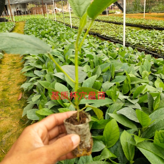 灵山县轻基质杯五指毛桃苗