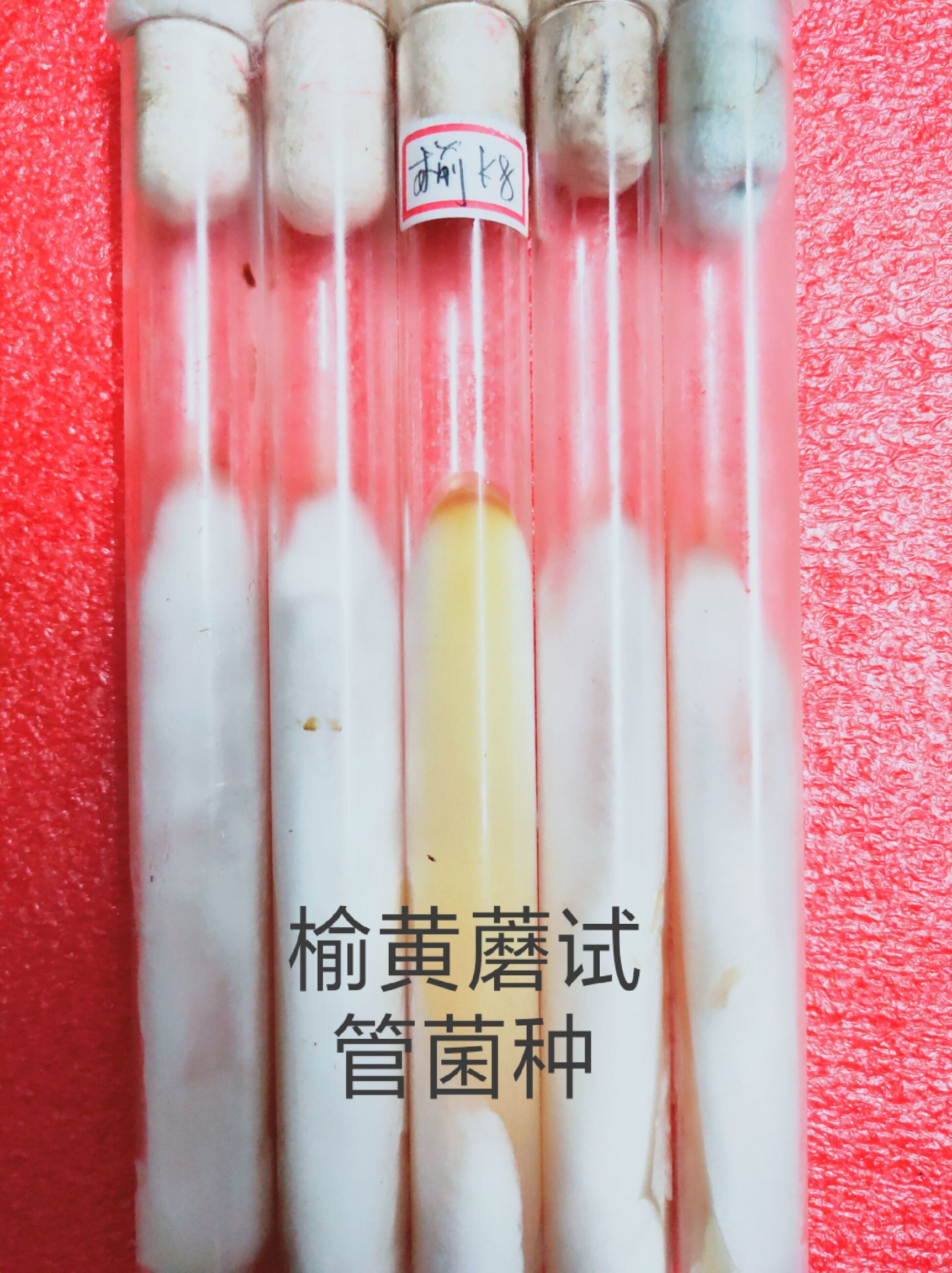 栽培基质  食用菌试管空白培养基，PDA配方，适合各种菌丝生