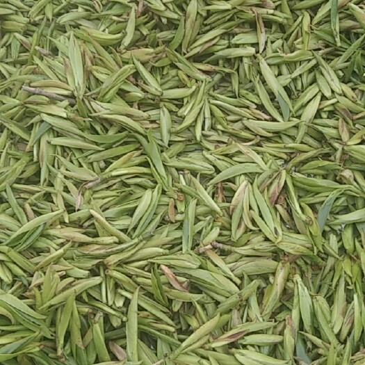 元江县绿茶  野春茶开采