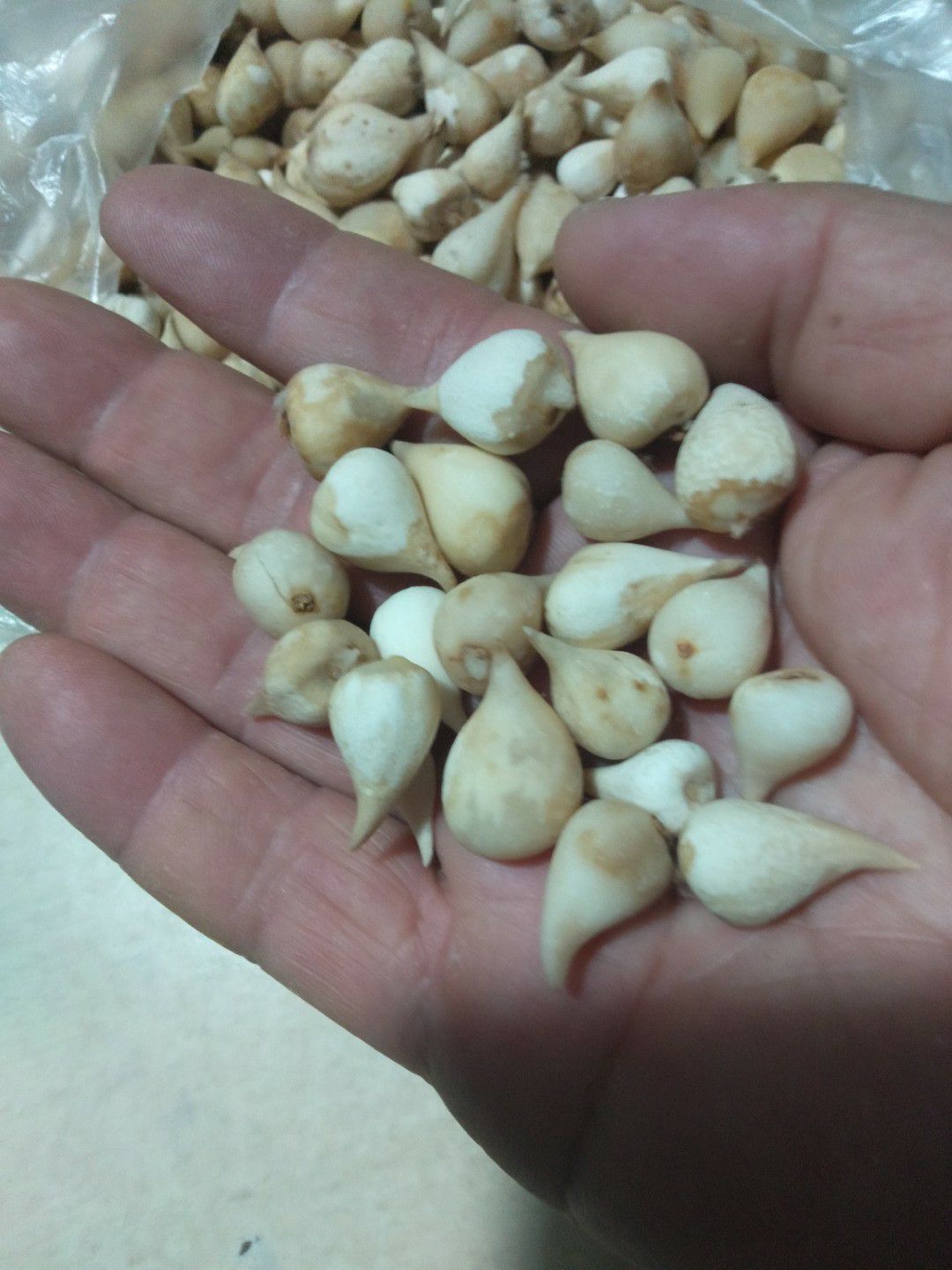 山慈菇  本公司常年购销各种光慈菇，毛慈茹，双芽子，小蒜。