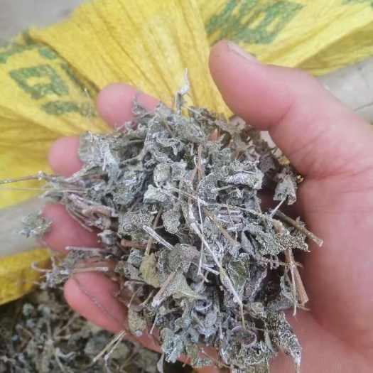 清远连州白茶