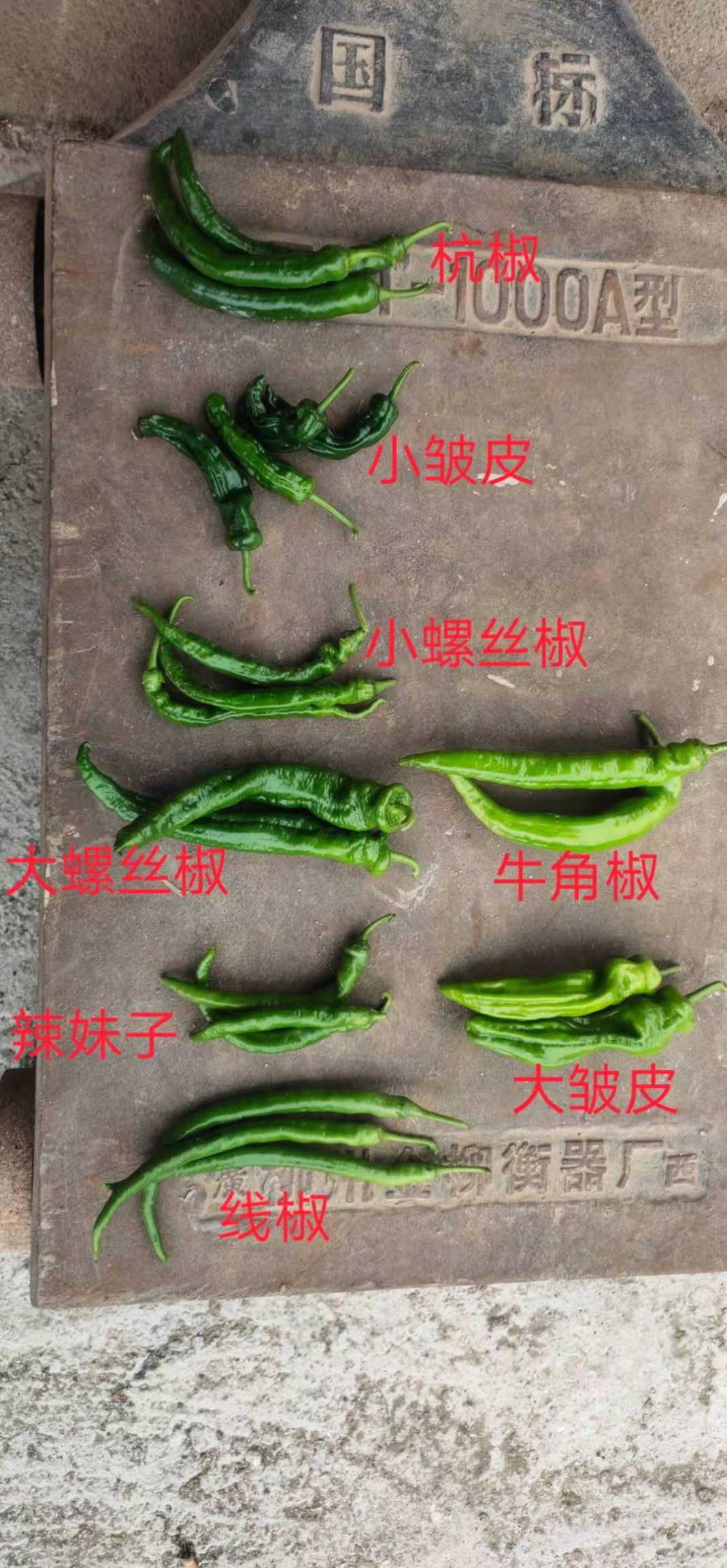钦州航椒  各种青椒供应。价格实惠，诚信赢天下！