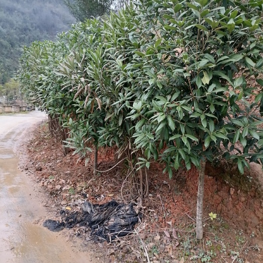 沿河县 桂花树，茶花树，红豆杉，紫金花，等大小都有，价格按大小算。