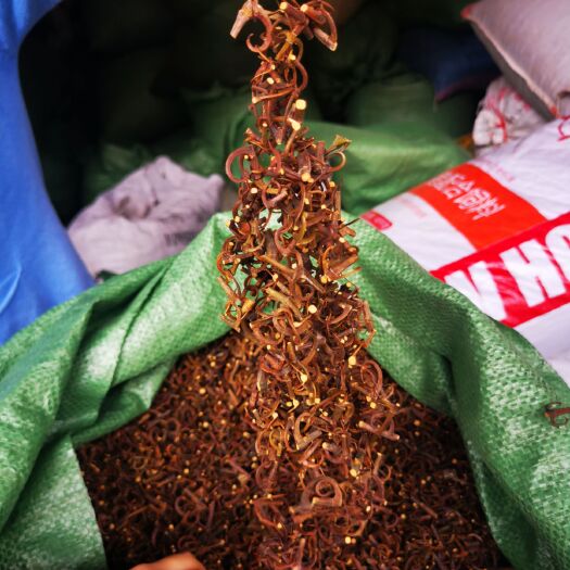 贵阳99%手工剪双带钩基地钩藤中药材农家晒倒挂刺深山勾藤