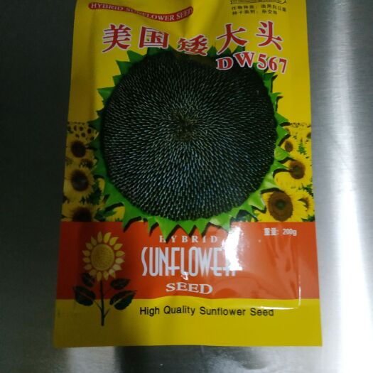 晋城油葵种子  厂家批发高产高油矮大头油葵杂交种子，种子籽粒饱满抗病抗倒伏。