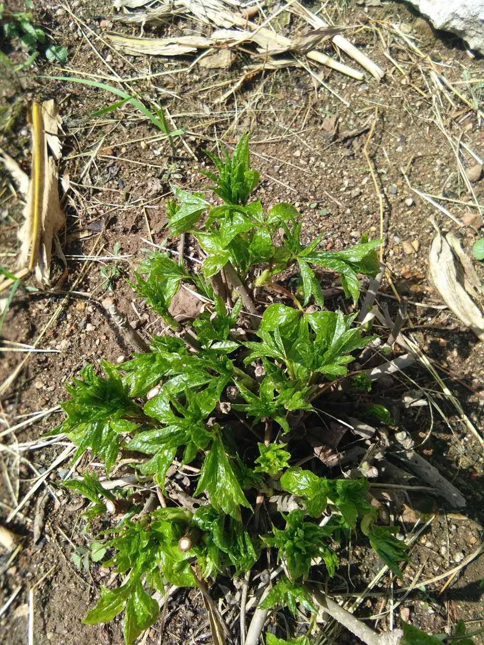 刺五加菜 刺五加树墩(5～6年生)每墩保证十个头以上。