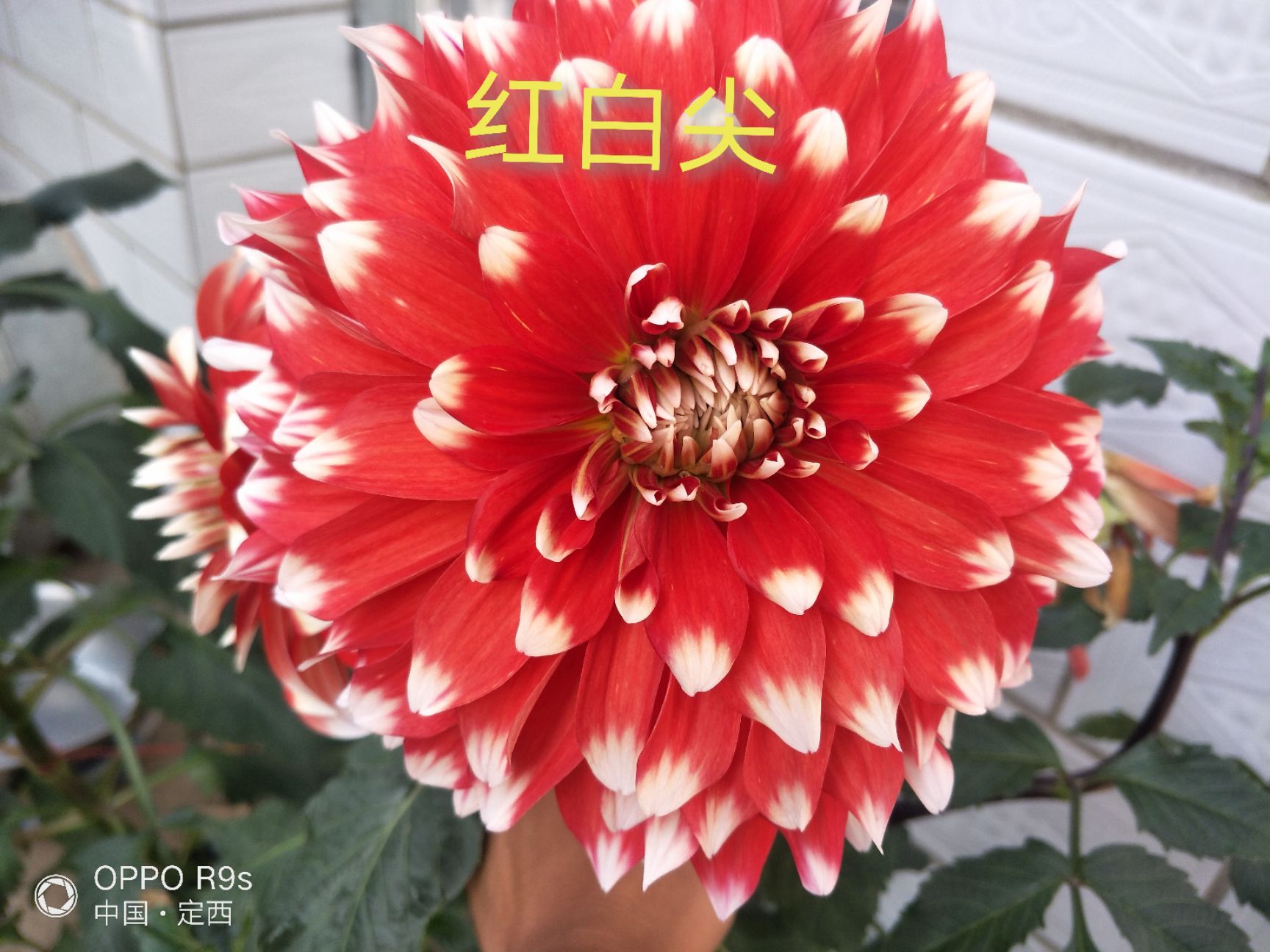 大丽花苗  甘肃大丽花,临洮大丽花,甘肃临洮大丽花,甘肃芍药,切花芍药