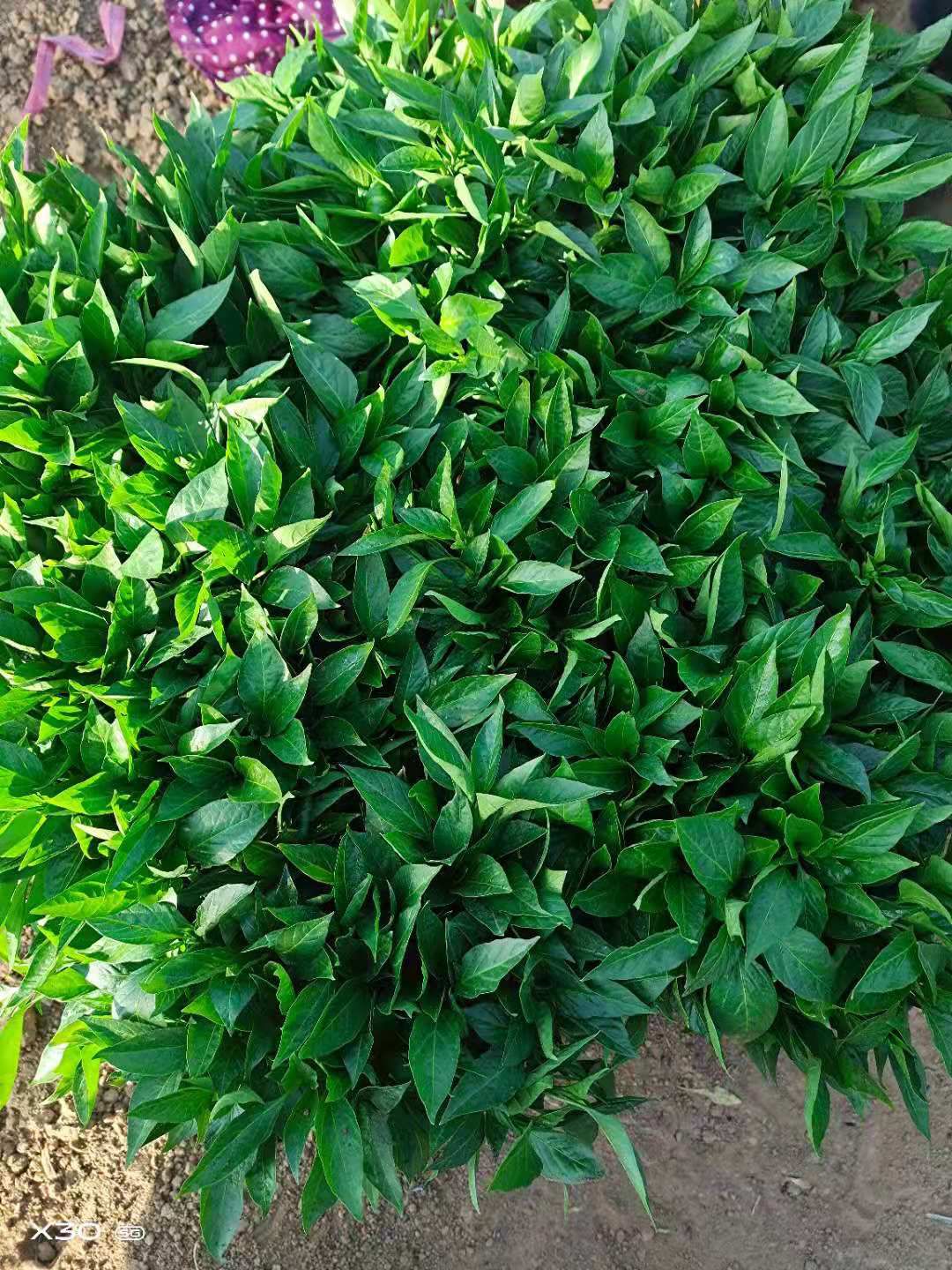 黄皮辣椒苗，羊角椒苗