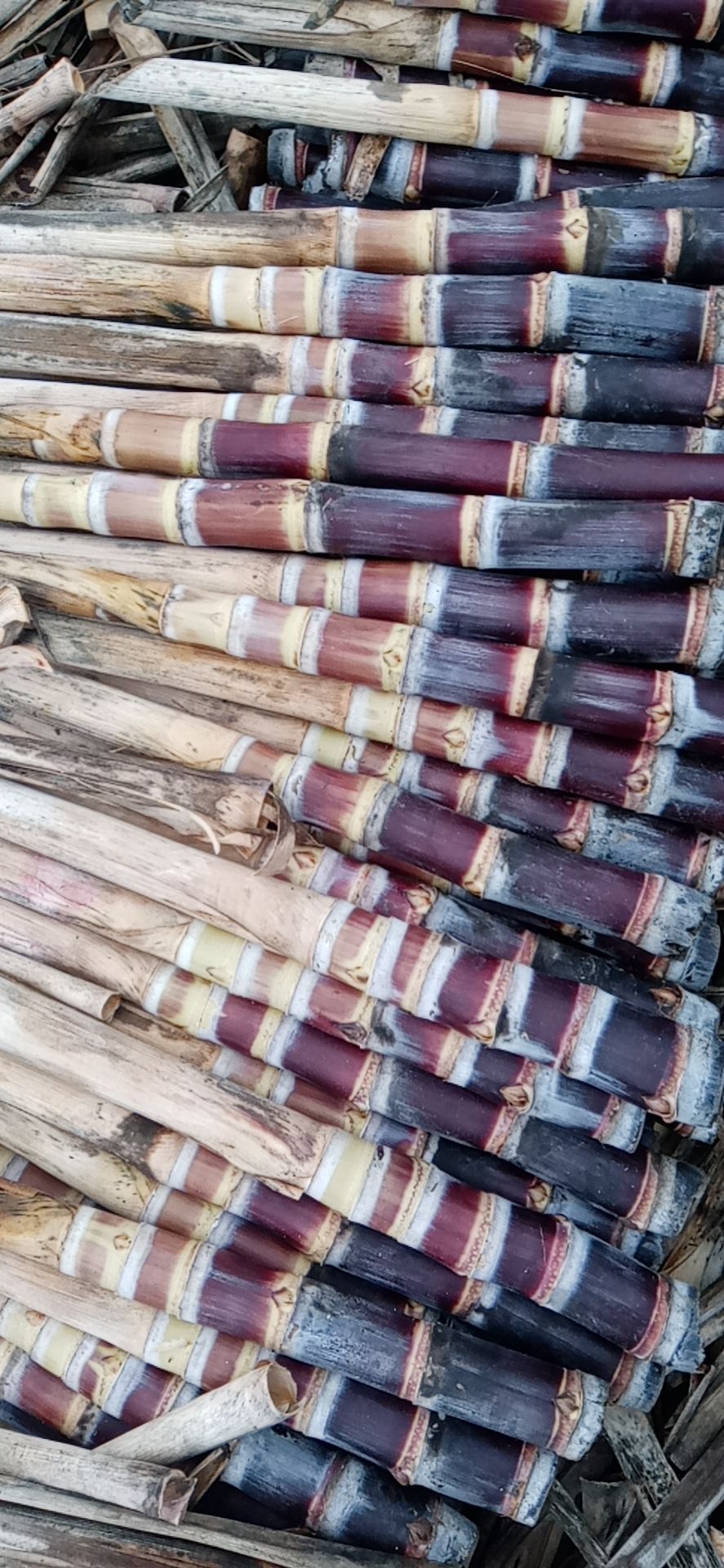 黑皮甘蔗苗 广西黑皮甘蔗种苗，