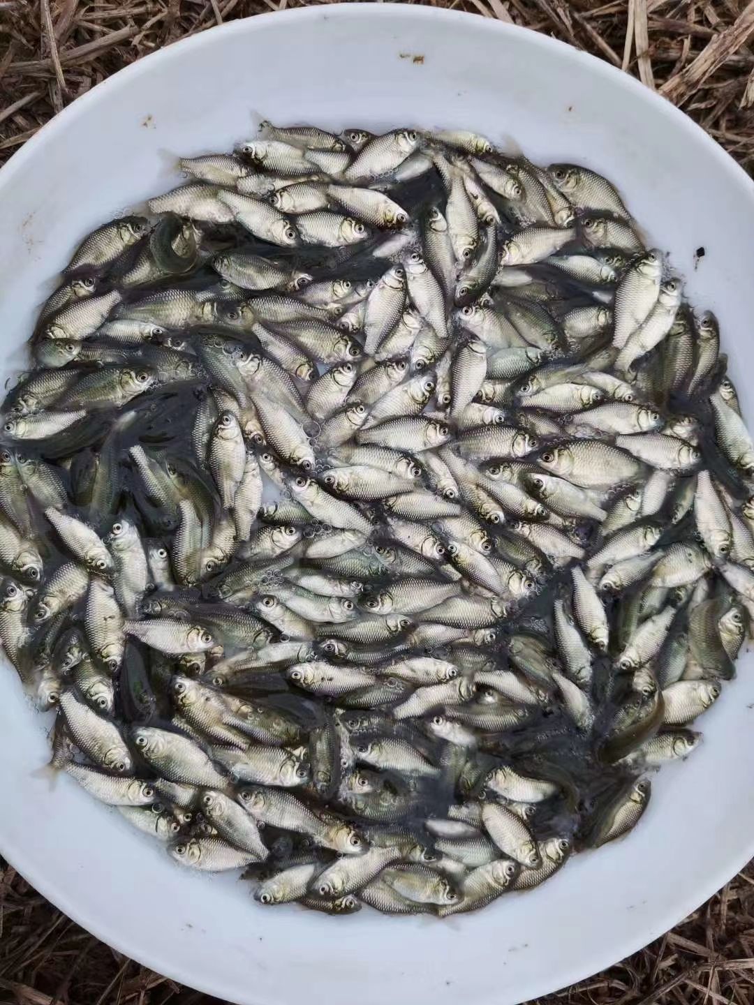 鱼苗，鲫鱼苗，