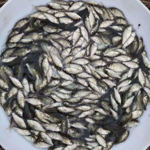 广州鱼苗，鲫鱼苗，