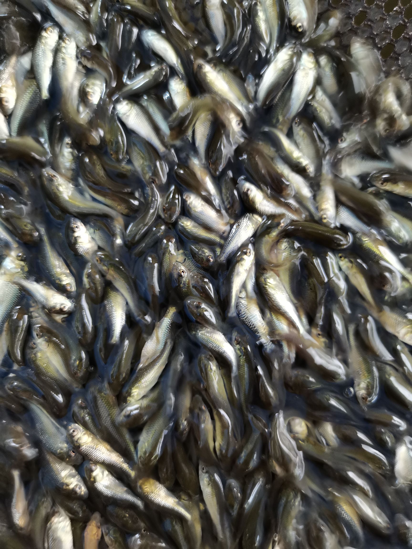 鱼苗，鲫鱼苗，