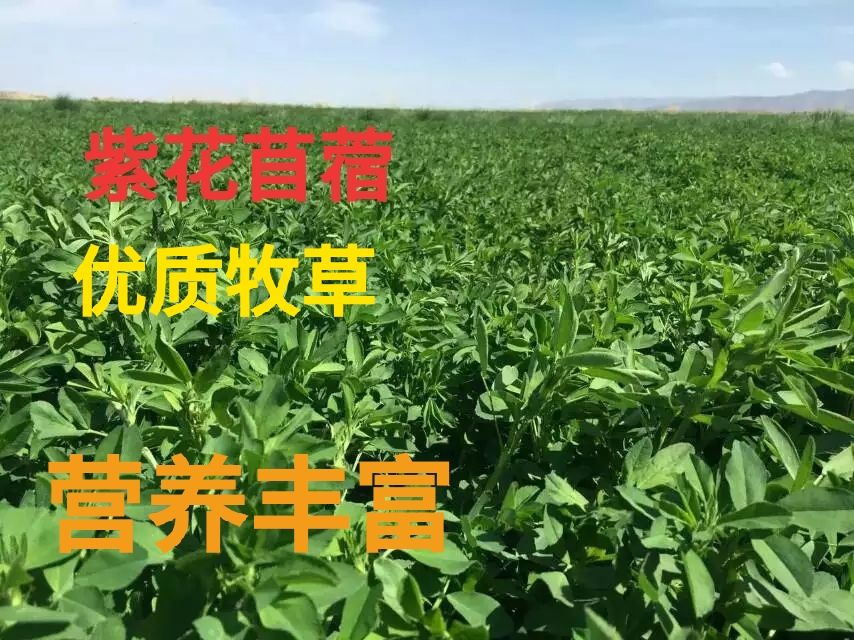苜蓿草种子紫花苜蓿种子苜蓿草苜蓿种子多年生牧草种子秋播牧草