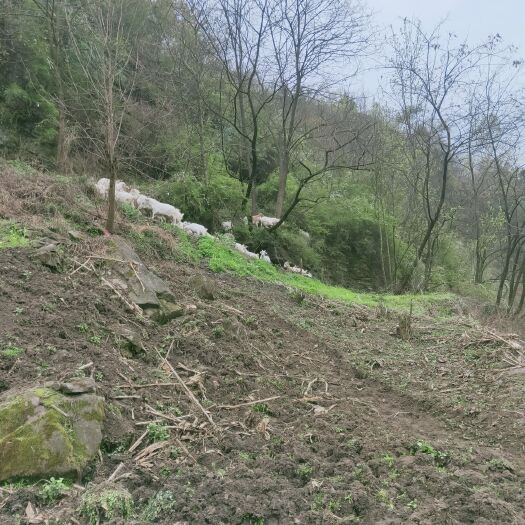 白河县 散放山羊