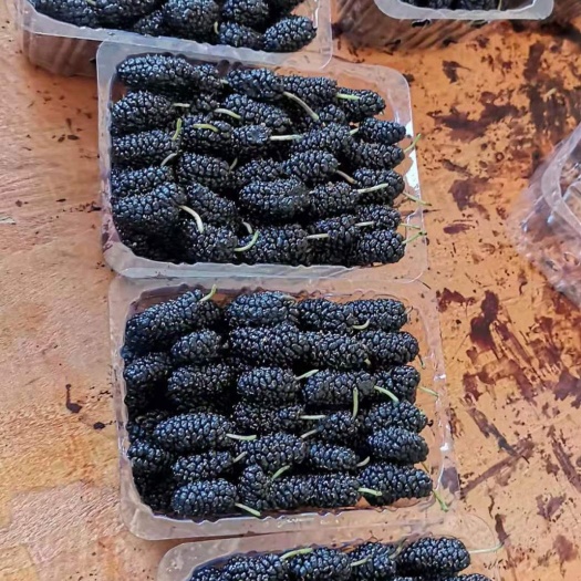 长果桑  鲜桑椹