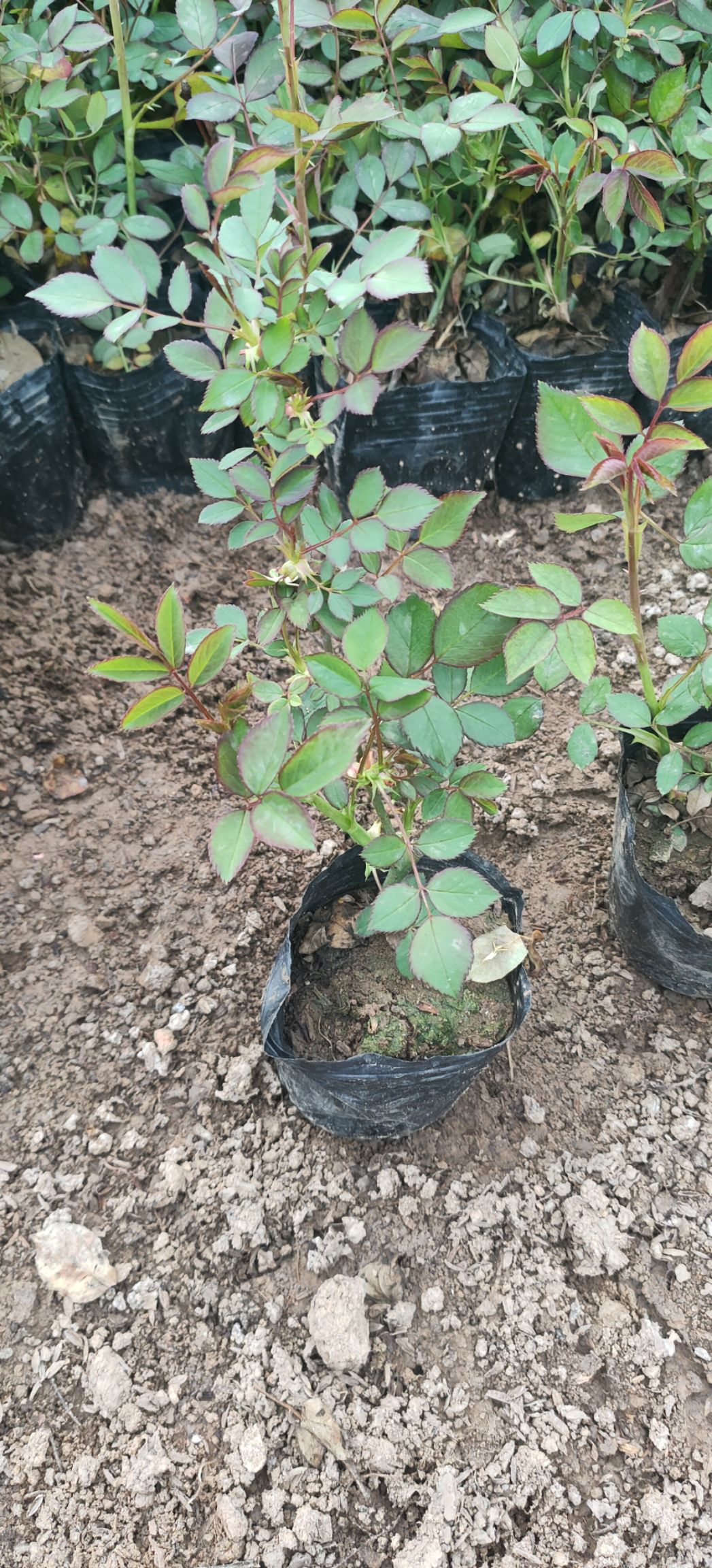 青州丰花月季种植基地