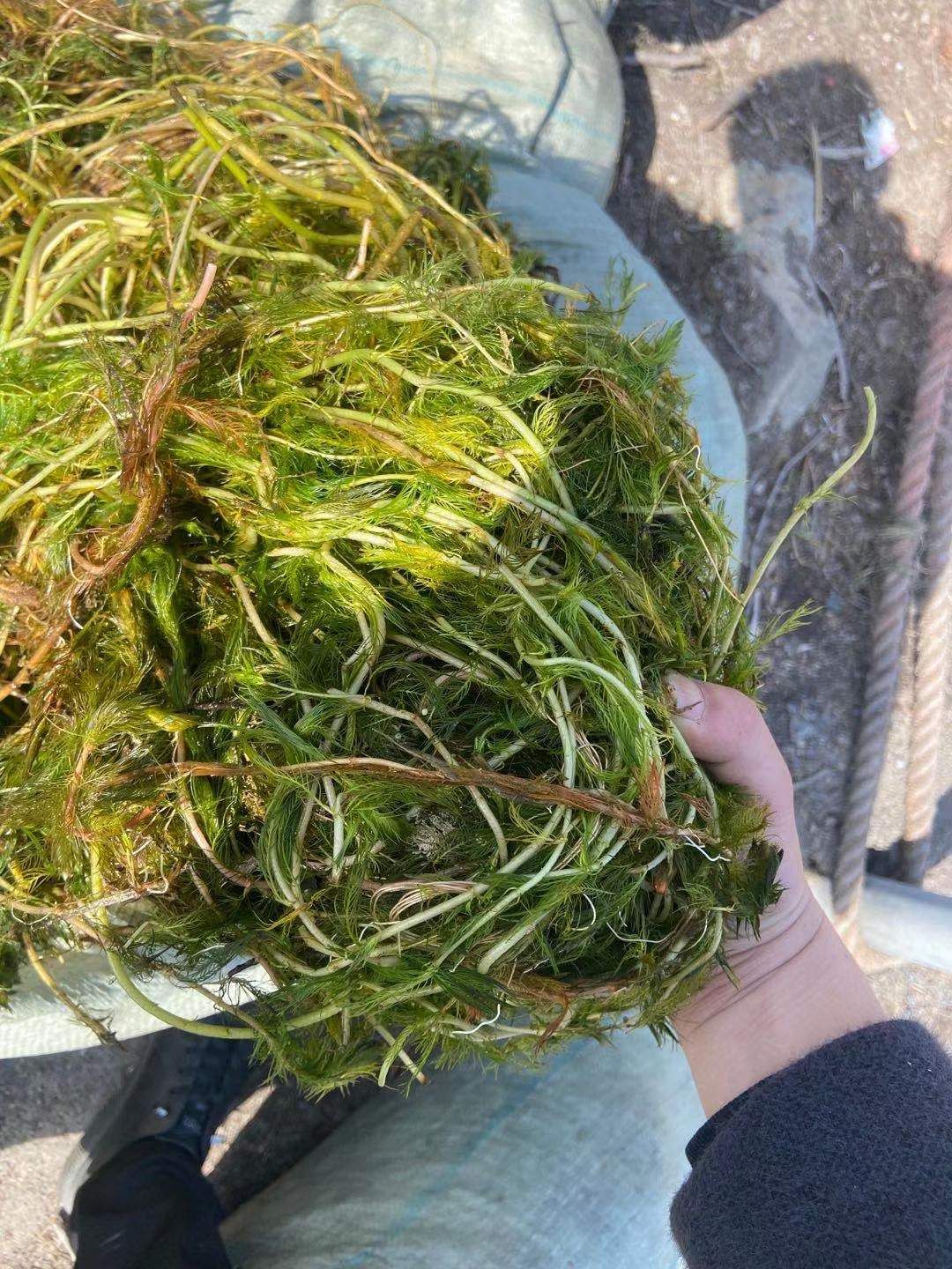 苦草