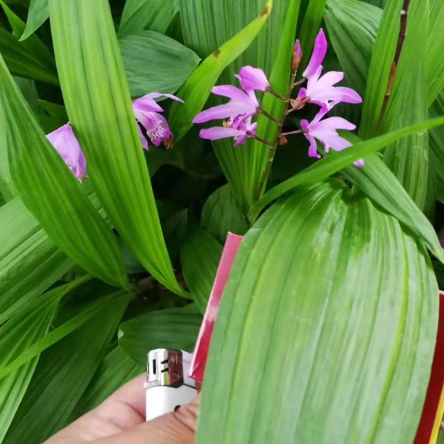 紫花白芨苗  白芨驯化苗纯紫花几公分的都有货常年供货