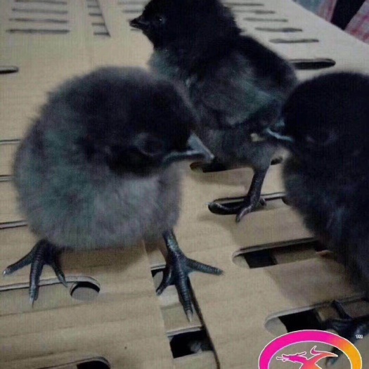 昆明乌骨鸡苗  五黑鸡苗五黑一绿乌鸡苗
绿壳蛋鸡苗包打疫苗