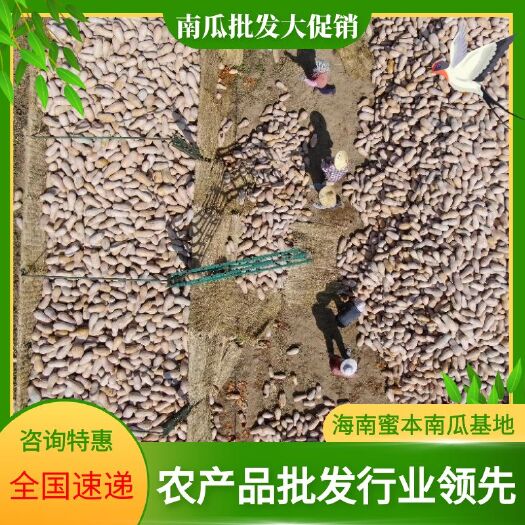梧州蜜本南瓜  广州潭洛蜜本差瓜可以送副食品加工厂，工厂。价格实