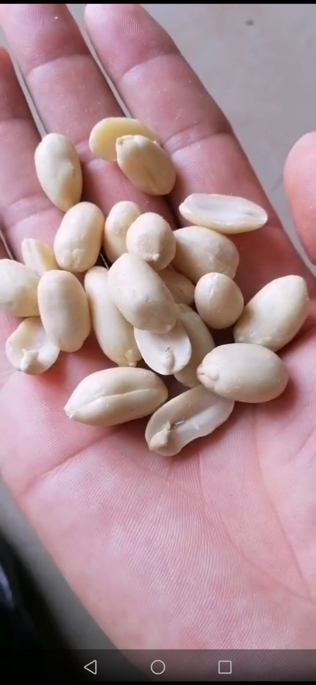 红皮花生 乳白花生，规格花生米