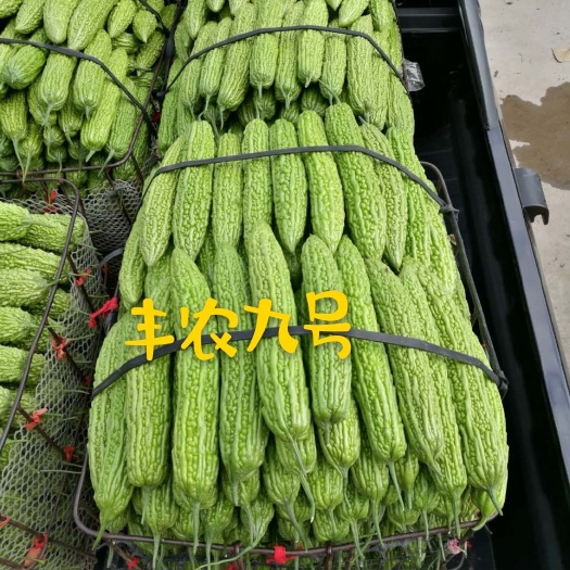 丰农9号苦瓜种子  高产抗病突瘤，苦瓜种子，丰农9号，厂家直