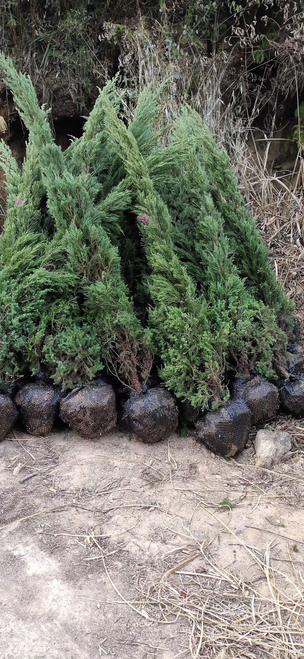 福建泉州清明树墓地树陵园种植塔柏塔松多种规格量大优惠