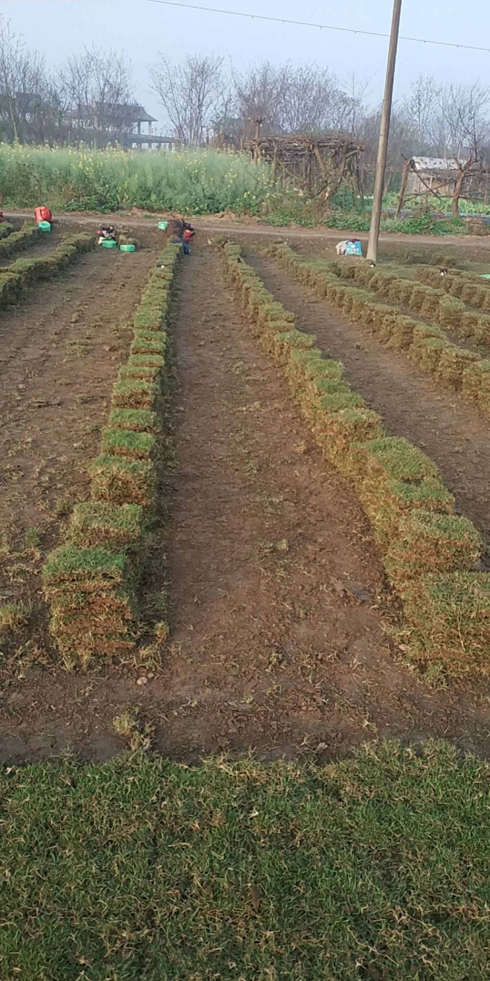 大邑县马尼拉草皮 