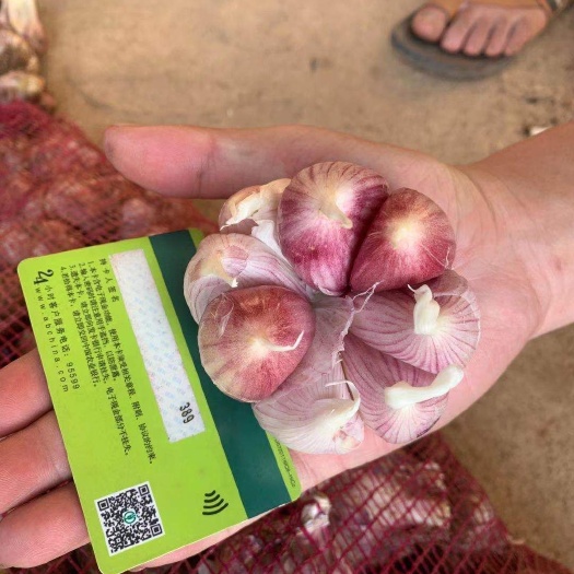 成都红皮蒜  云南紫皮新鲜大蒜 金品大蒜一手货源产地直销