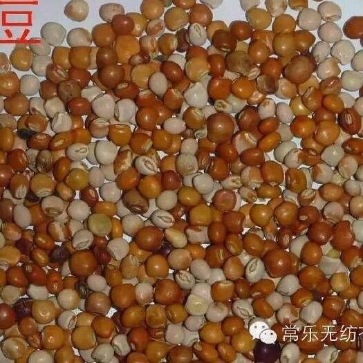 广州木豆种子  木豆