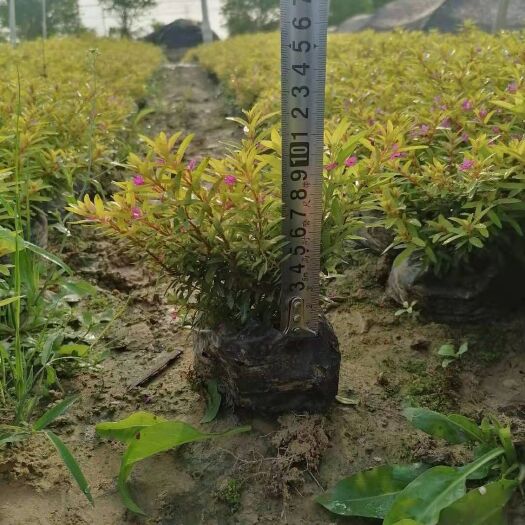 佛山金叶满天星  7斤袋