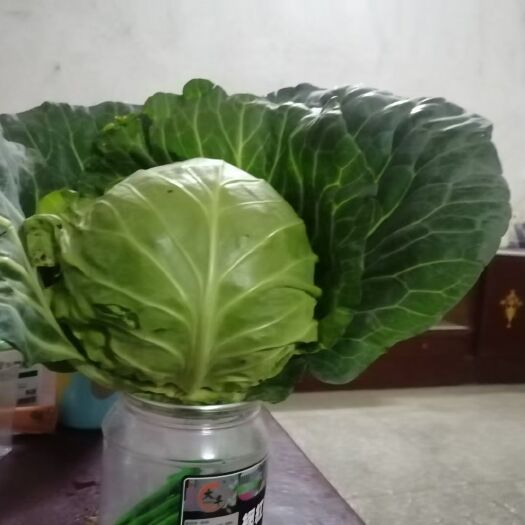 宜城市圆包菜 有早熟，中熟，晚熟圆形甘蓝，面积大，产量高，颜色好看，口感好