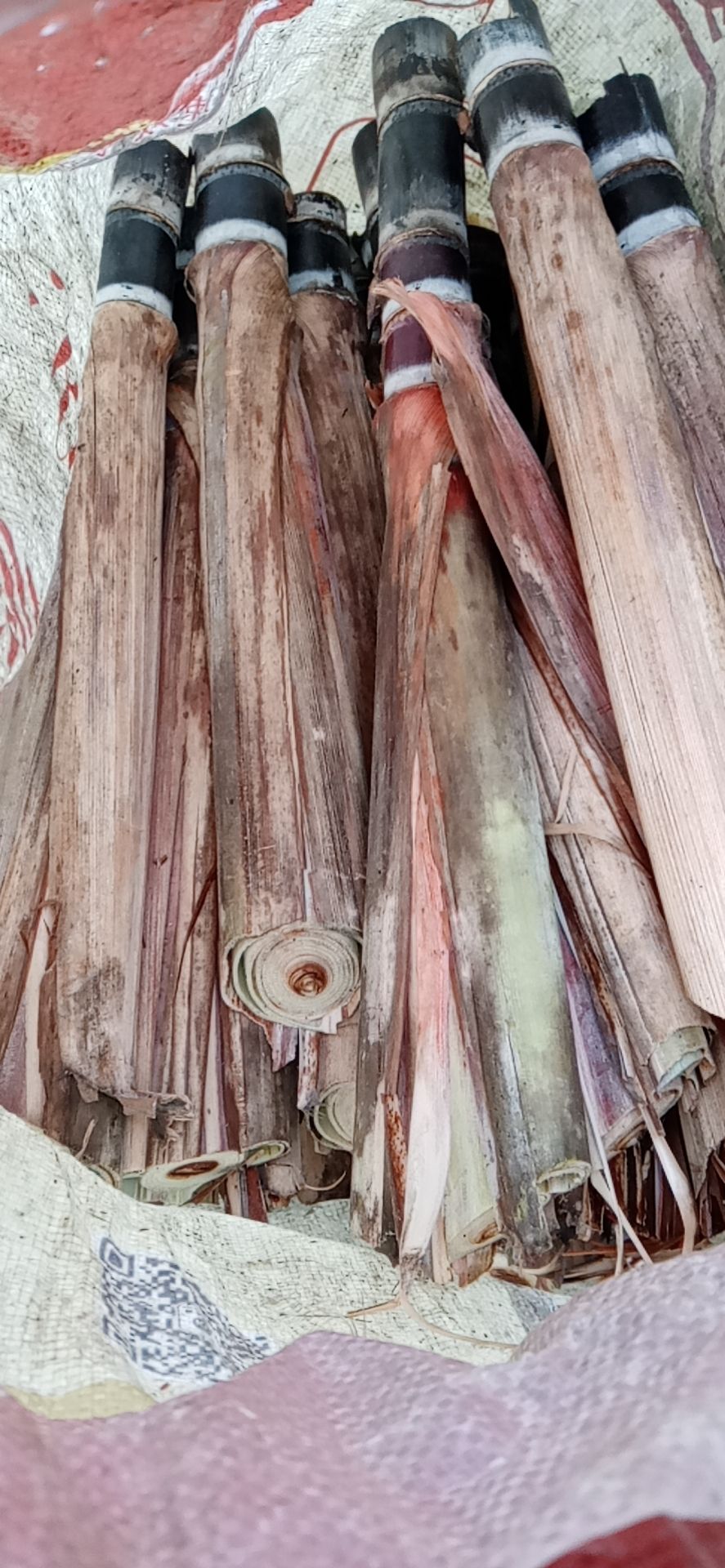 黑皮甘蔗苗 广西黑皮甘蔗种苗，