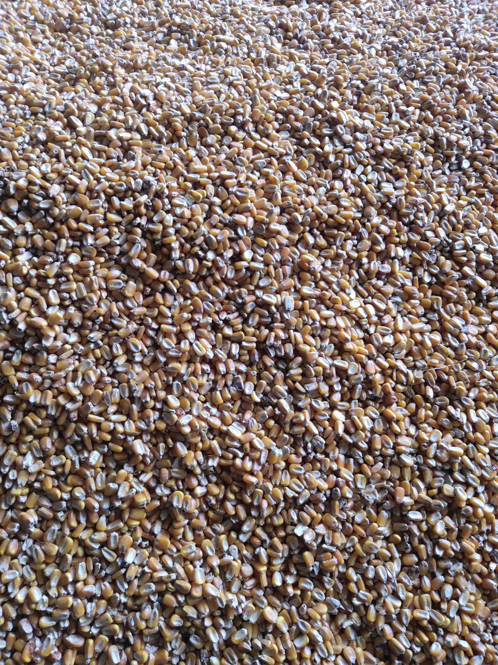 碎玉米  大量玉米粒养猪养鸡养鸭的最好饲料