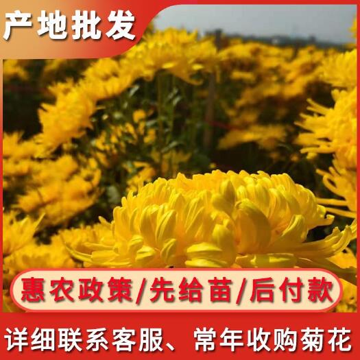 歙县金丝皇菊苗  2021年金丝菊苗、贡菊苗、婺源皇菊苗、七月菊苗大量上市