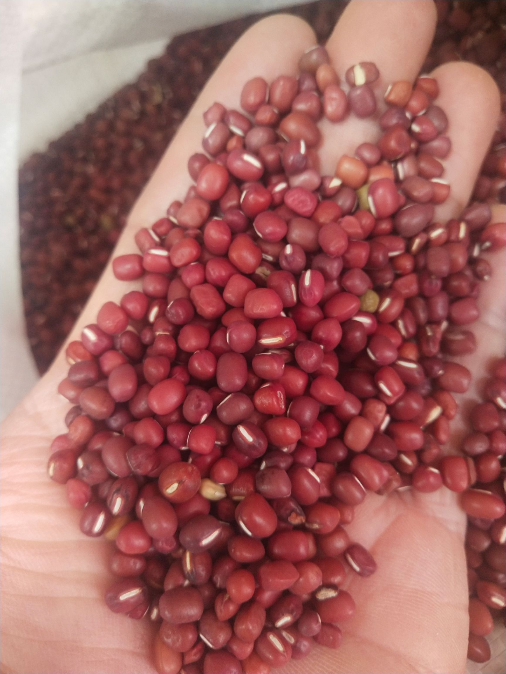 陕南农家红小豆自产自无化肥无污 染无打蜡无抛光放心红豆良心豆