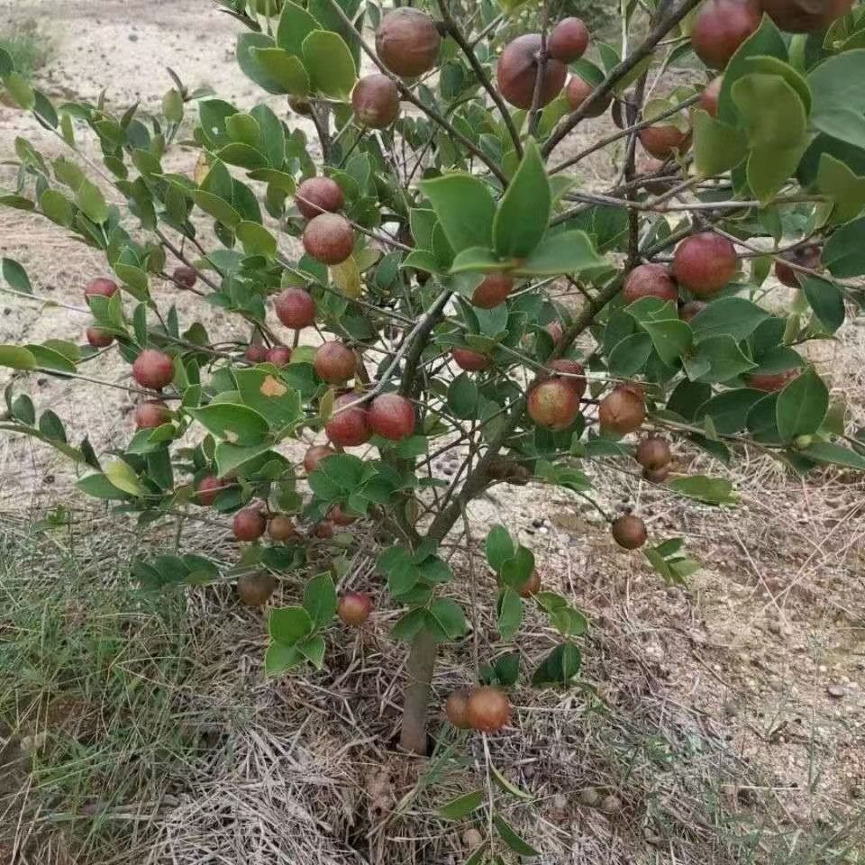 长林高产嫁接油茶苗  这种是25厘米以上通货，裸根苗