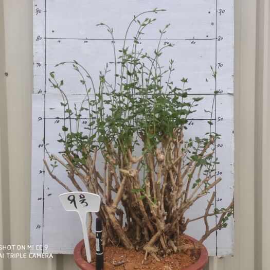 上林县重瓣茉莉 茉莉花老桩13-30年老桩批发